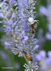 The resident crab spider nails a honey bee, as another bee continues to forage in the lavender. (Photo by Kathy Keatley Garvey)